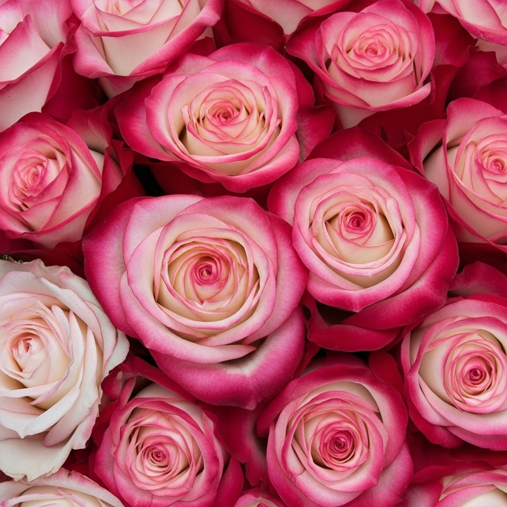 Lavender Roses Deep Purple