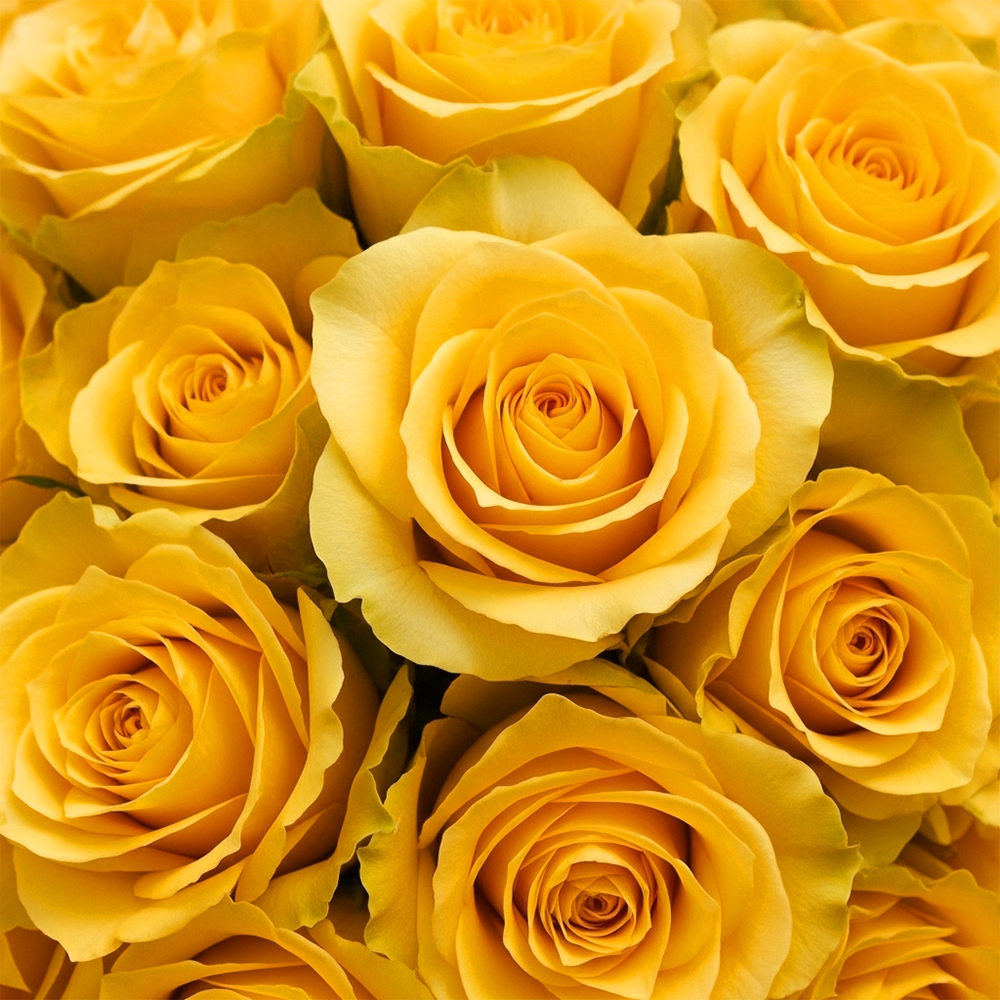 Yellow Roses Ligth house