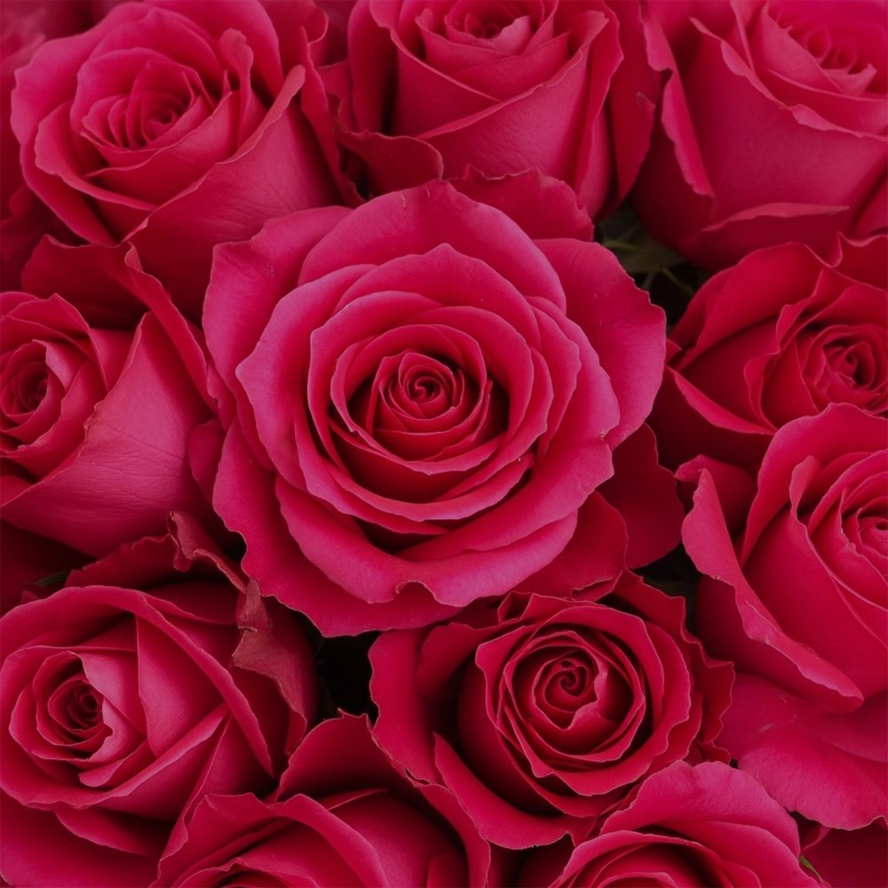 Hot Pink Roses Full Monty